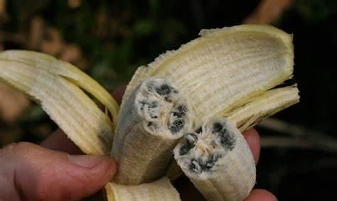 香蕉的种子在哪里呀,香蕉有种子吗种子在哪里图8