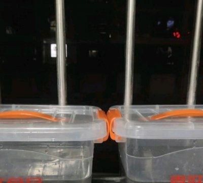 这道泡发海参及做法简单快手，超下饭