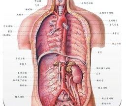 人体解剖图五脏六腑背面图1