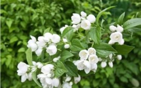 茉莉花的作用和功效是什么(茉莉花和茶叶泡水有什么功效)