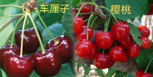 车厘子的营养成分，健康的六大好处，注意事项，医生一文说清楚