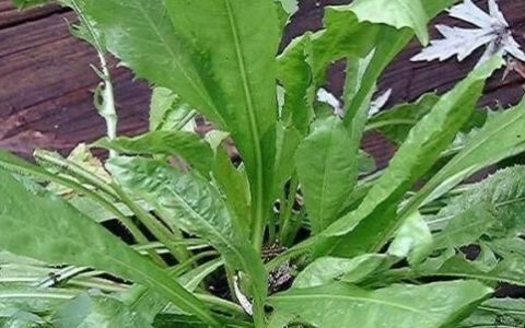 菊苣的功效与作用栀子的功效,中药百合的药用