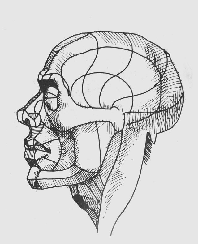 快速理解头部结构就看这张图 解决素描头像不懂结构不会深入难题