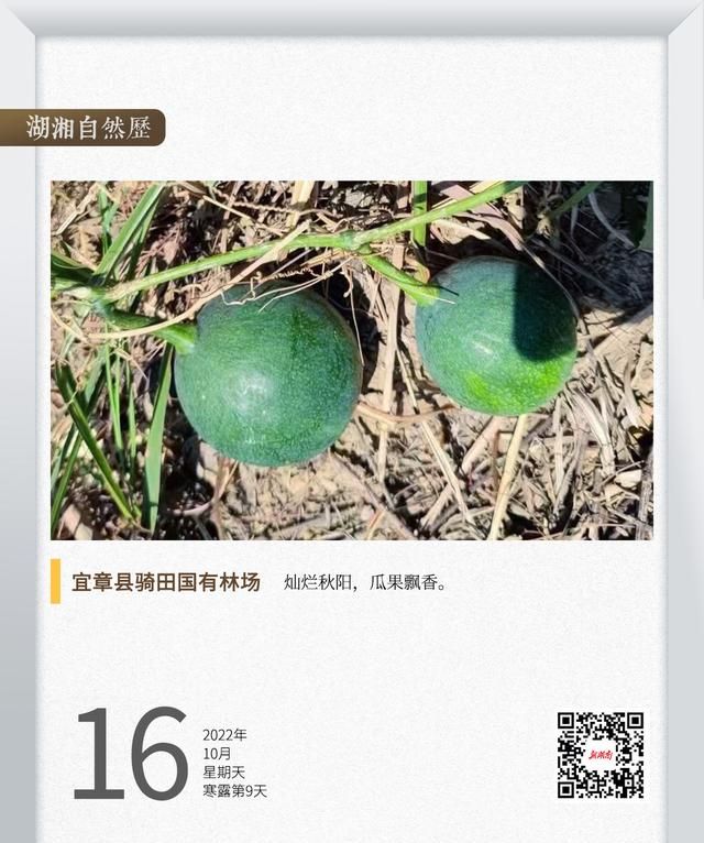 湖湘自然历丨金秋硕果⑯吊瓜子好吃，吊瓜能不能吃？