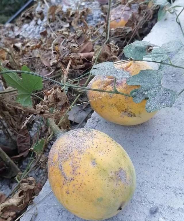 湖湘自然历丨金秋硕果⑯吊瓜子好吃，吊瓜能不能吃？