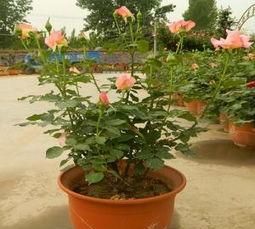 月季花用鱼的内脏水作肥料,花开的旺吗图2