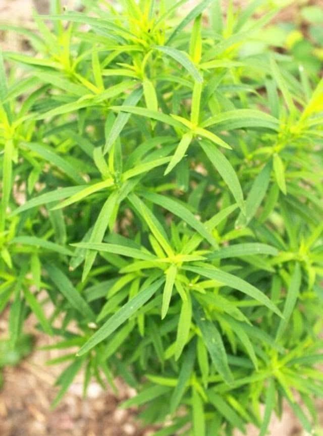 地麦怎么变红色的图3