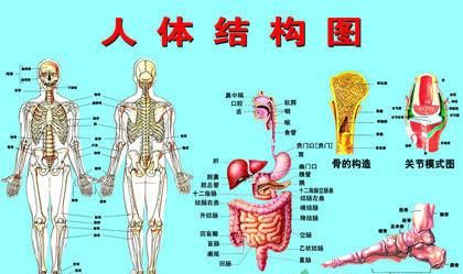 人体五脏六腑器官分布图