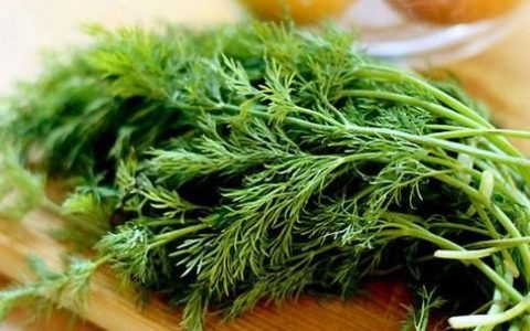 你爱吃茴香吗?茴香都有哪些功效和作用呢