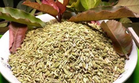 你爱吃茴香吗?茴香都有哪些功效和作用呢图3