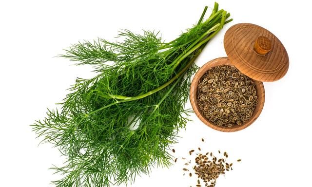 你爱吃茴香吗?茴香都有哪些功效和作用呢图5