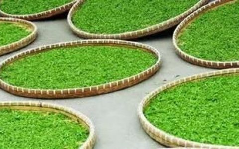茶叶一般是指绿茶吗