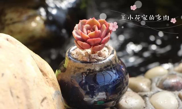 大红袍多肉植物怎么养图5