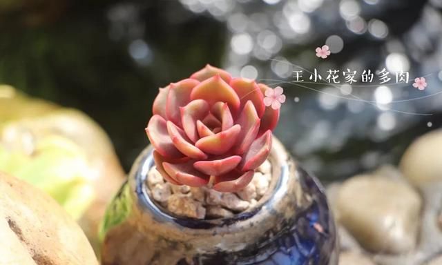 大红袍多肉植物怎么养图6