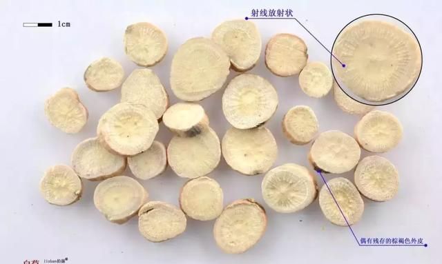 每天一味中药—白芍