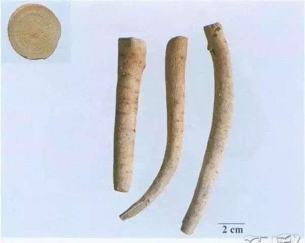 每天一味中药—白芍