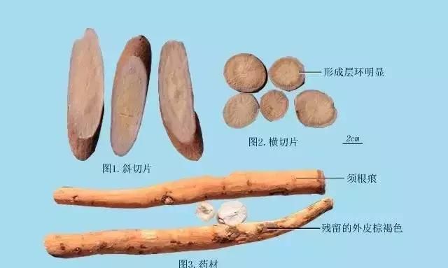 每天一味中药—白芍