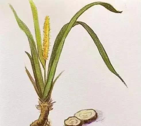 菖蒲的神奇功效,菖蒲功效用量图1