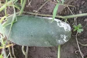 冬瓜种什么品种最好图5