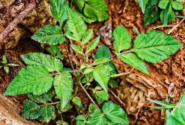 你们那现在什么时间英语(山野菜有认识的吗)图3