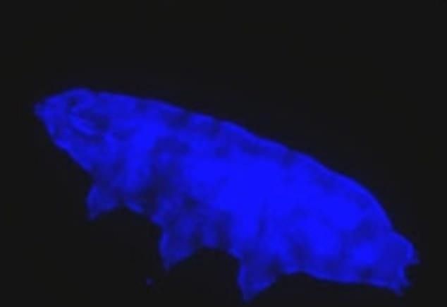 科学家发现，水熊虫又进化了可抵抗致命紫外线，它们更像地球主人