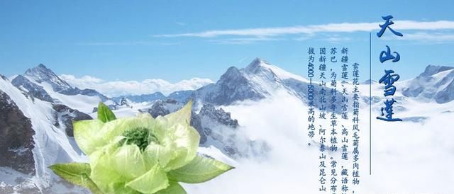 天山雪莲真的存在吗,天山雪莲真的有那么神奇吗图1