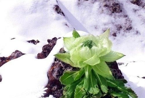 天山雪莲真的存在吗,天山雪莲真的有那么神奇吗图3