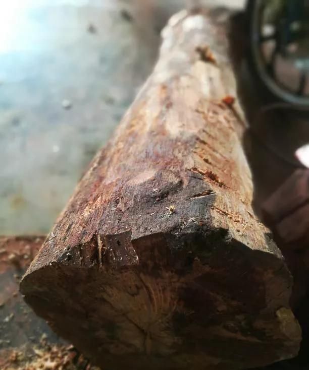 檀香木阴沉木是什么样子的(什么檀木是最好的)图3