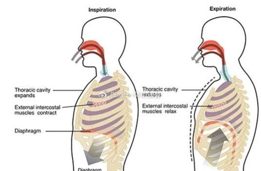 「译文分享」什么是膈式呼吸，对核心稳定性和颈肩痛有什么影响？