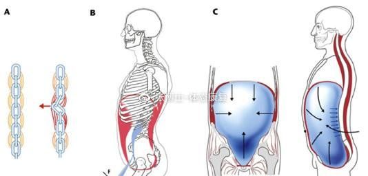 「译文分享」什么是膈式呼吸，对核心稳定性和颈肩痛有什么影响？