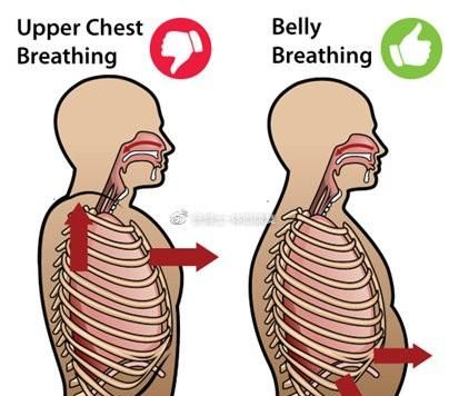 「译文分享」什么是膈式呼吸，对核心稳定性和颈肩痛有什么影响？