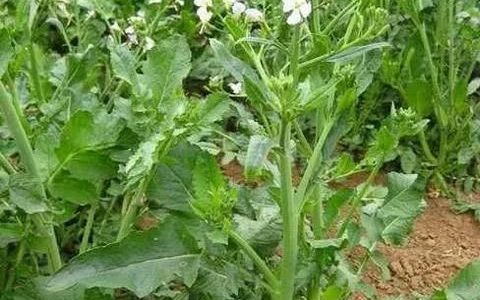 莱菔子的功效与作用是什么
