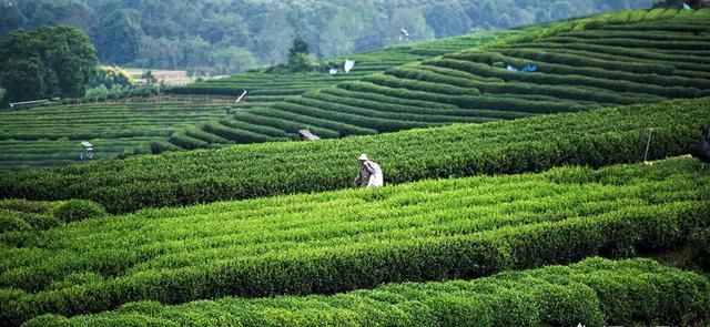 龙井茶的由来是什么图3