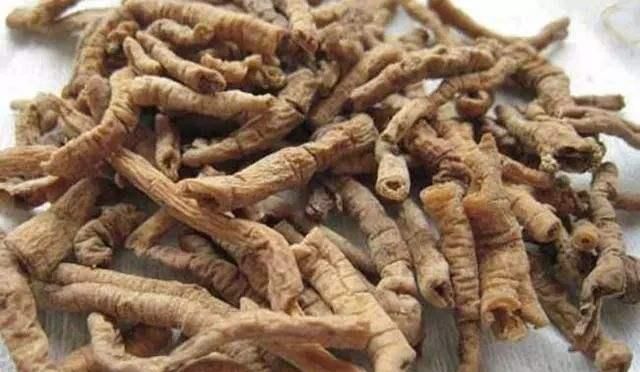 《本草再新》：“行气散郁，并善豁痰”，此远志是最易忽略的草本