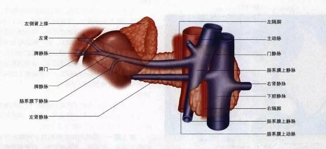手术不慌，胰腺解剖GPS导航（从体表到神经支配+精美图集）