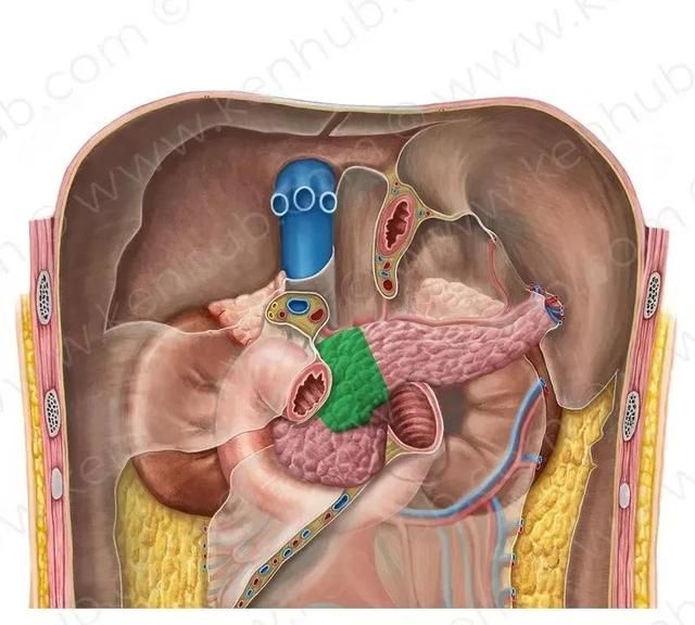 手术不慌，胰腺解剖GPS导航（从体表到神经支配+精美图集）