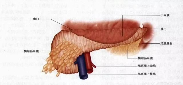 手术不慌，胰腺解剖GPS导航（从体表到神经支配+精美图集）