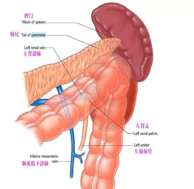 手术不慌，胰腺解剖GPS导航（从体表到神经支配+精美图集）