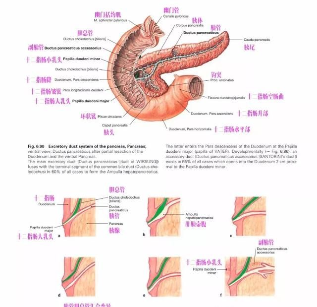 手术不慌，胰腺解剖GPS导航（从体表到神经支配+精美图集）