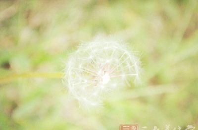 蒲公英的功效与作用 蒲公英茶怎么做