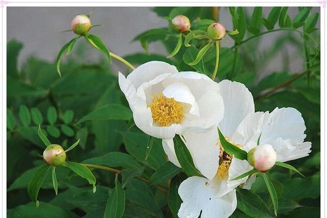 中药白芍，你还不知道的神奇疗效