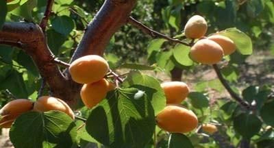 甜杏仁树怎么种植图8