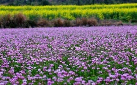 农村常见的红花草有什么作用呢,草红花泡水喝的功效与作用及禁忌