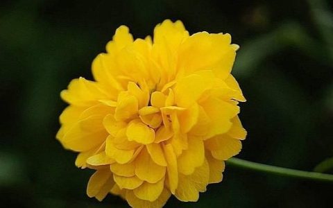 棣棠花有什么功效和作用(服用棣棠花有什么好处)
