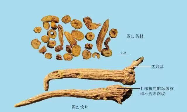 每日一味抗癌中药——黄芩，清热毒、除湿热，配伍应用于多种癌症