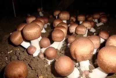 菌菇如何种植图1
