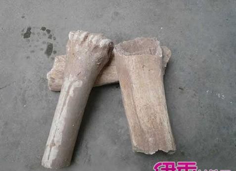 中药龙骨的副作用及禁忌图2