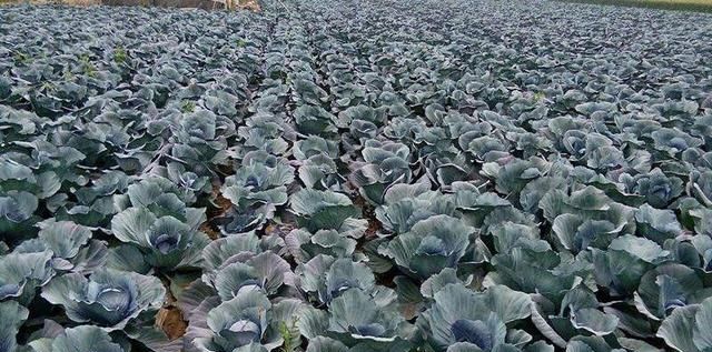 紫甘蓝怎么种植能高产呢图6