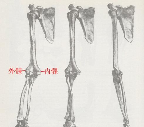 【资料转载】上肢结构（骨骼与肌肉）
