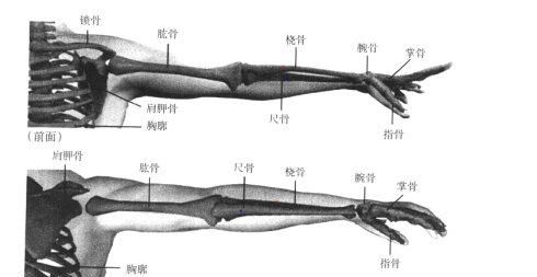 【资料转载】上肢结构（骨骼与肌肉）